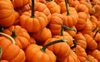 Don’t Pumpkin Spice Your Garbage Disposal – Know the Limits