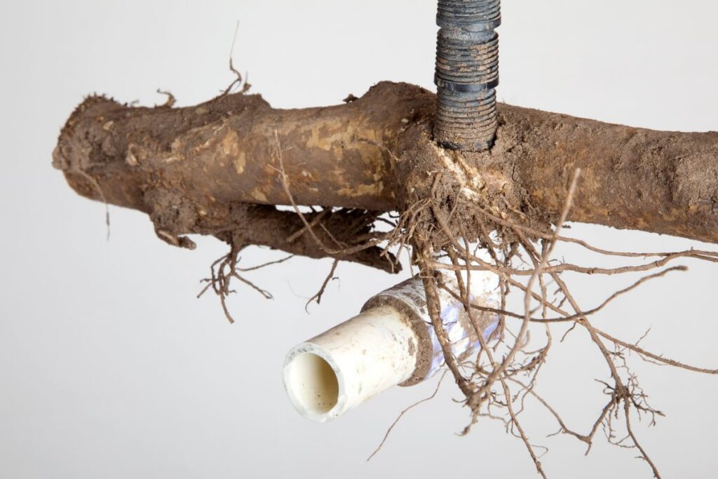Tree roots damaging underground sewer and plumbing pipes